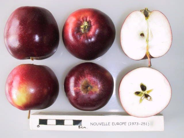 Kansas Queen apple