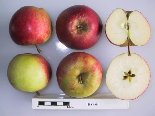 Elstar apple