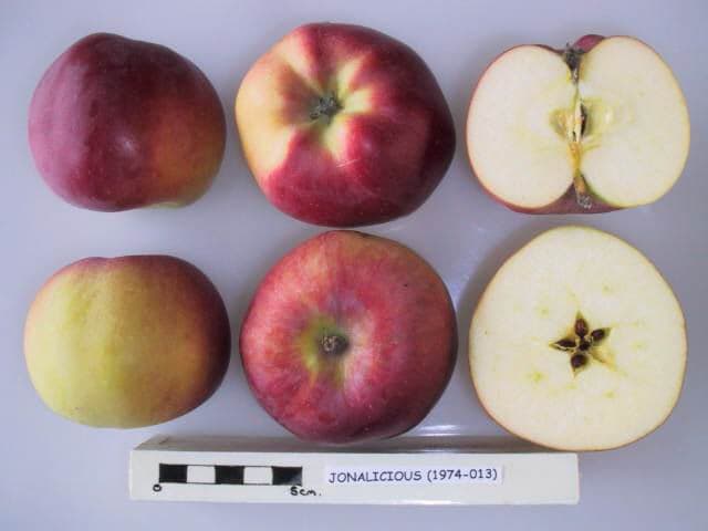 Jonalicious apple