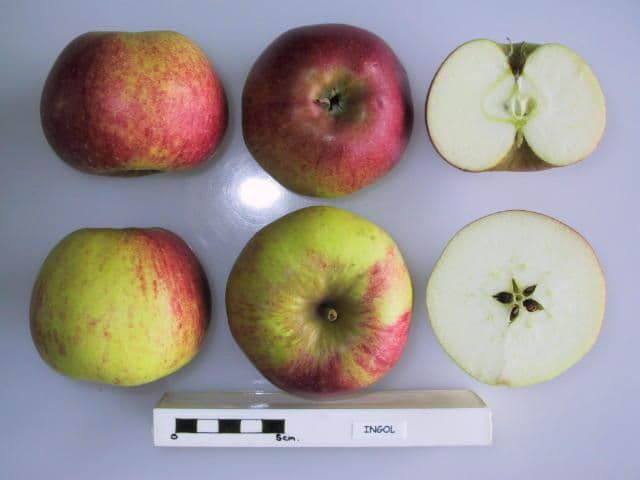Ingol apple