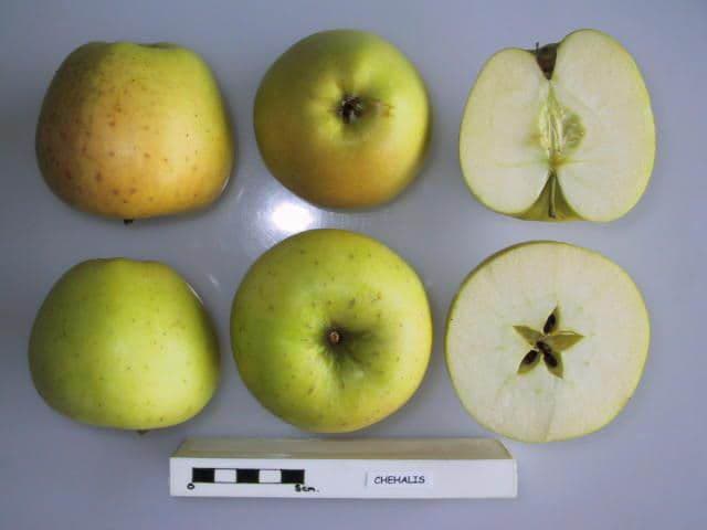 Chehalis apple