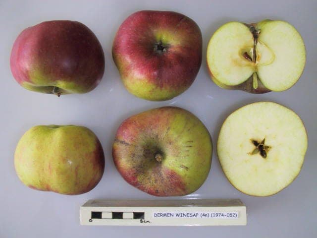 Dermen Winesap apple