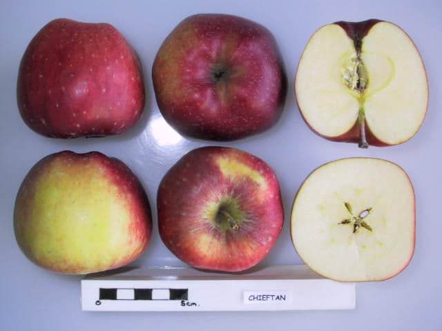 Chieftain apple