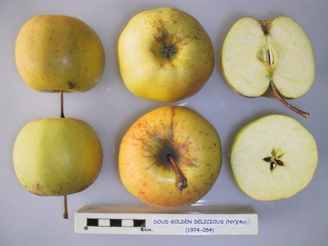 Doud Golden Delicious apple
