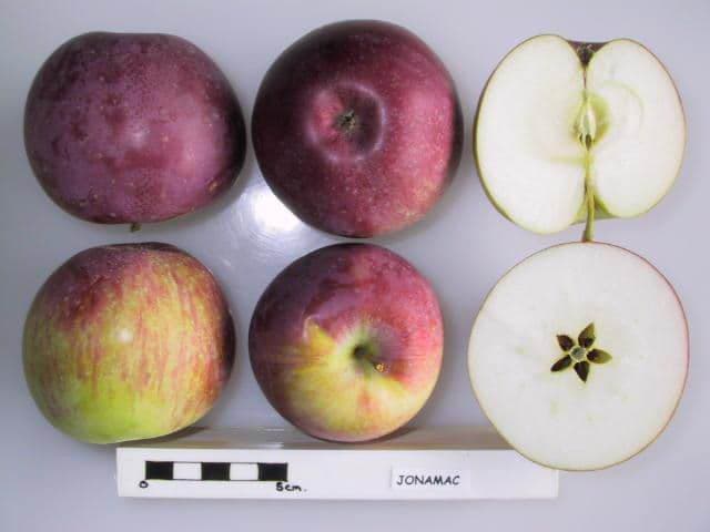 Jonamac apple