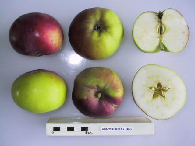 Hunter Melba apple