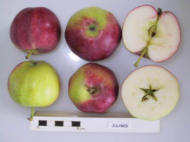 Julyred apple