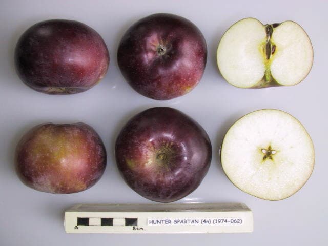 Hunter Spartan apple