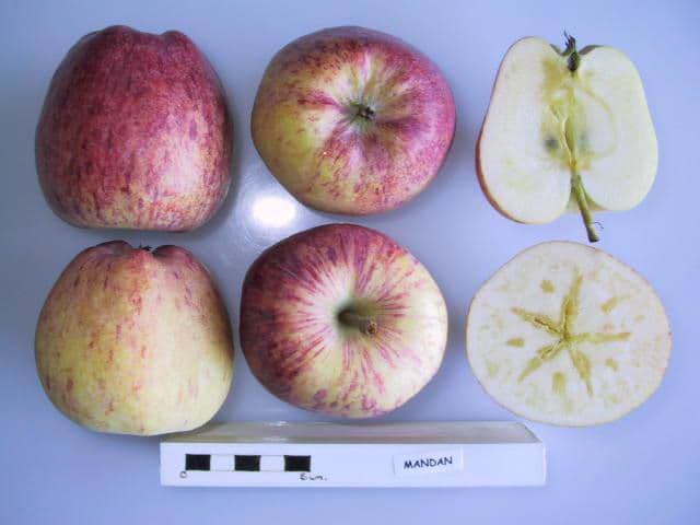 Mandan apple