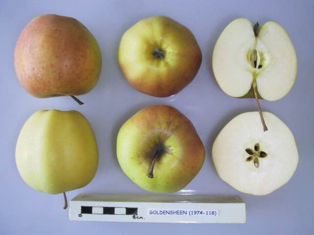 Goldensheen apple