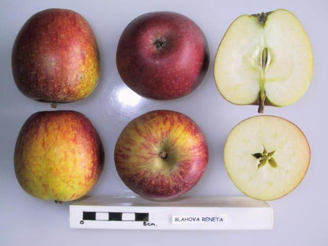 Blahova Reneta apple