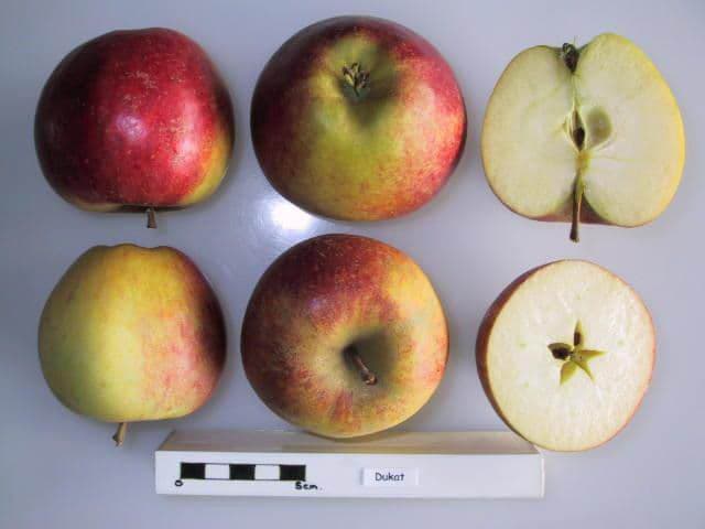 Dukat apple