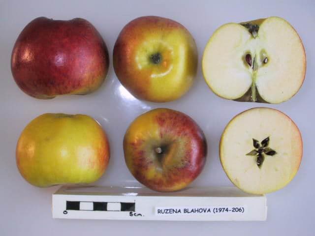 Ruzena Blahova apple