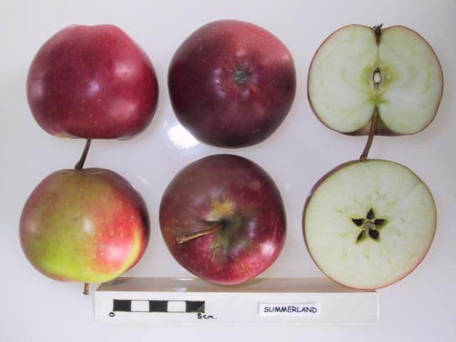 Summerland apple