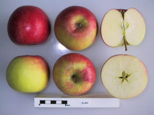 Elan apple