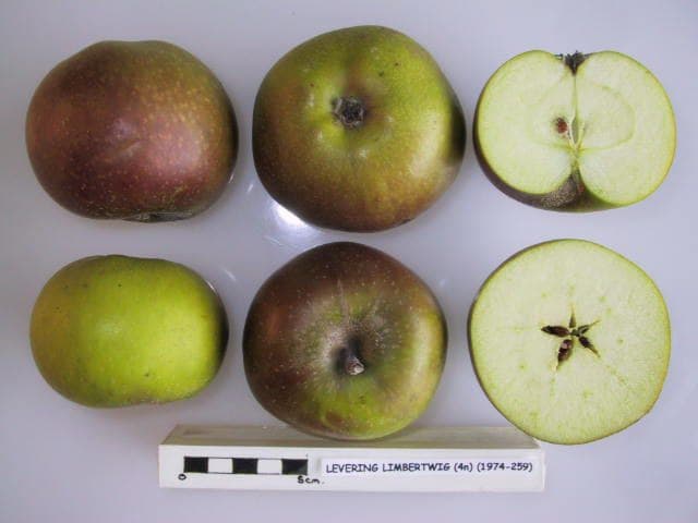 Levering Limbertwig apple