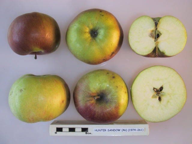 Hunter Sandow apple