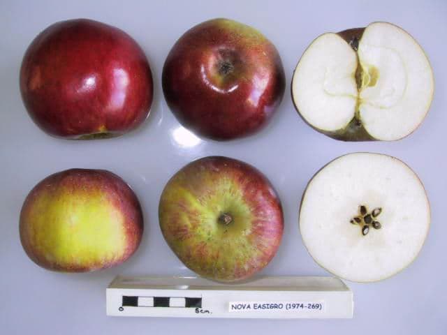 Nova Easygro apple
