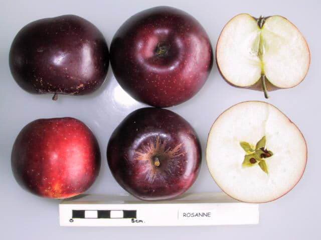 Rosanne apple