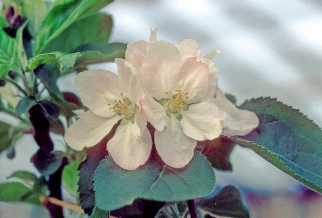 Bramley's Seedling