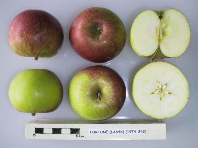 Fortune apple