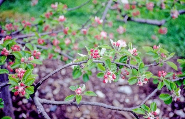 James Grieve apple