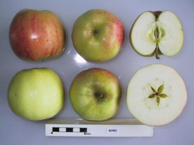 Goro apple