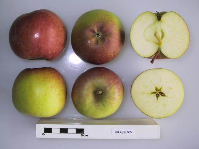 Braeburn apple