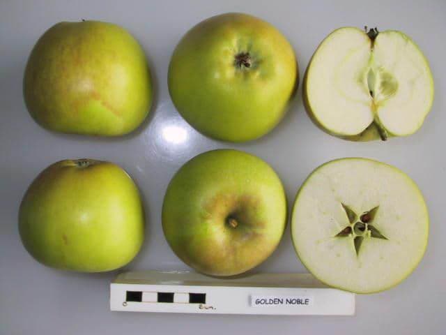 Golden Noble apple