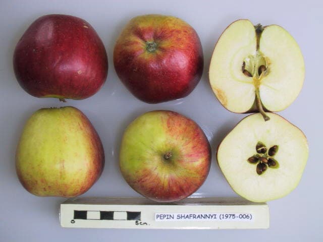 Pepin Shafrannyi apple