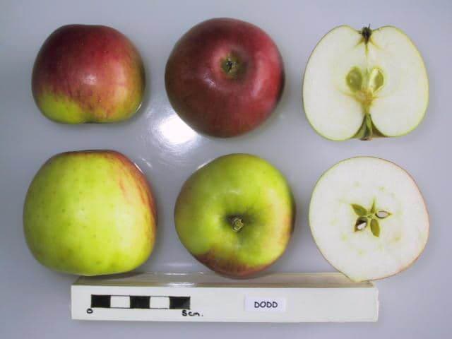 Dodd apple