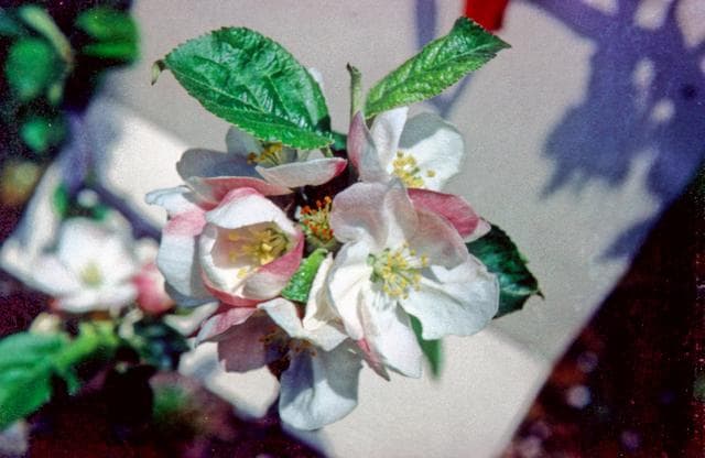 Deux Ans apple