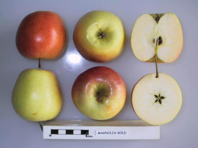 Magnolia Gold apple