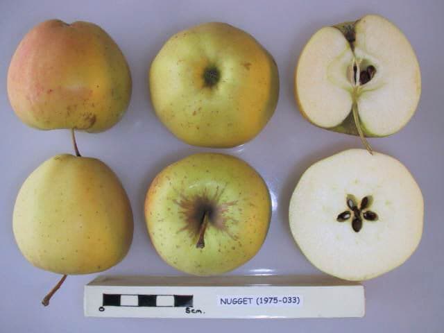 Nugget apple