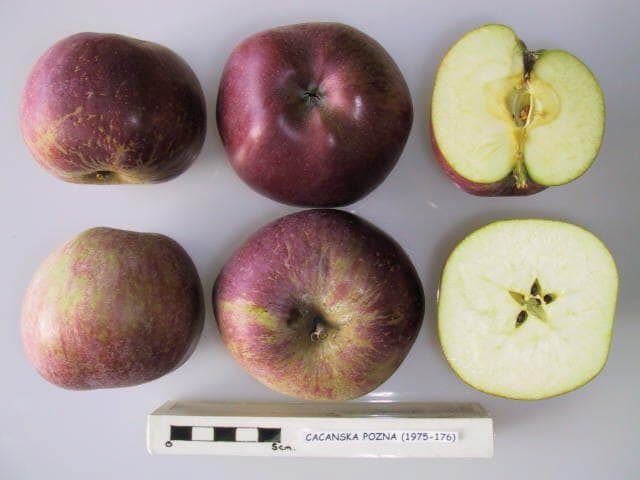 Cacanska Pozna apple