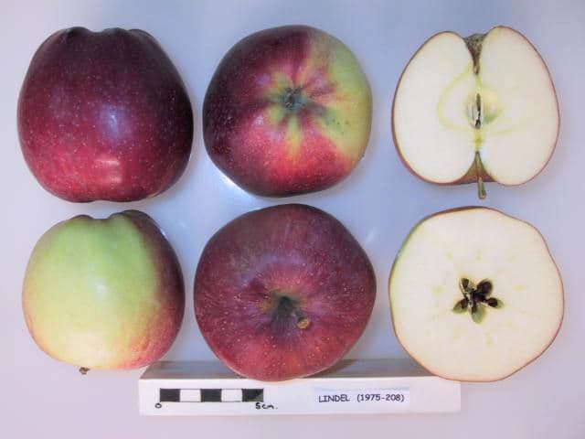 Lindel apple