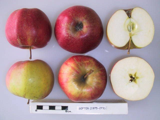 Septer apple
