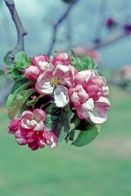 Arthur Turner apple