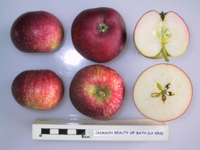 Crimson Beauty of Bath apple