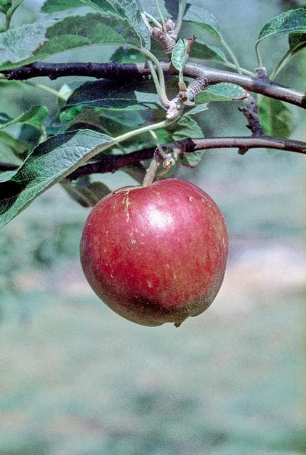 Early Crimson apple