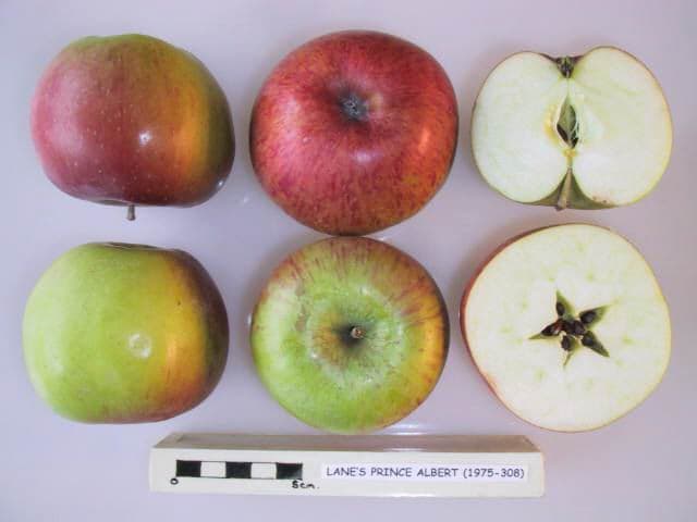 Lane's Prince Albert apple