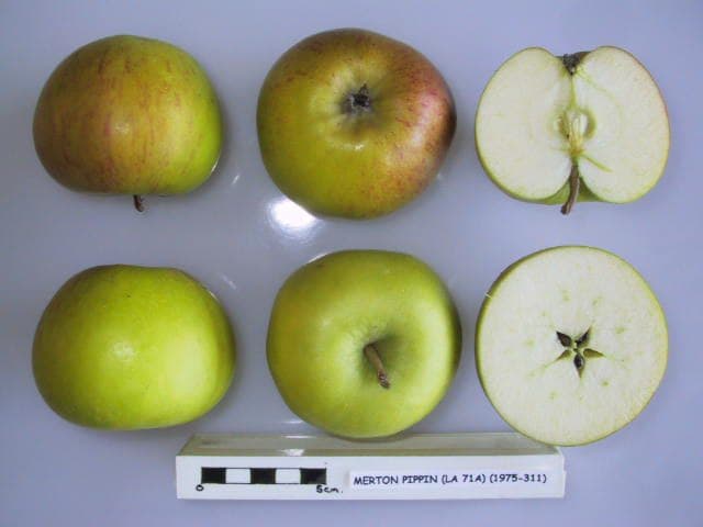 Merton Pippin apple