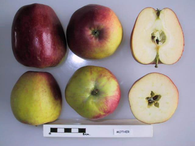 Mother apple