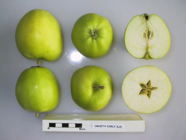 Emneth Early apple