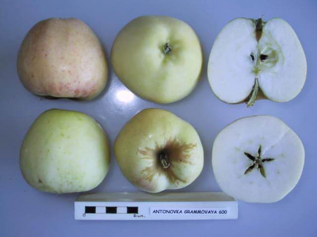 Antonovka Grammovaya 600 apple