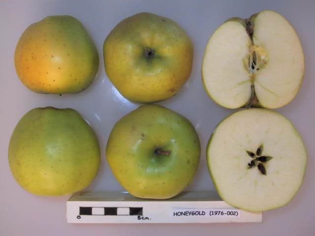 Honeygold apple