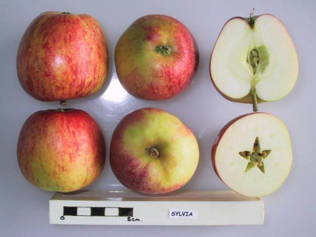 Sylvia apple