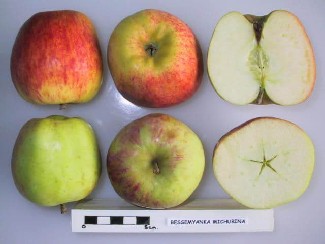 Bessemyanka Michurina apple