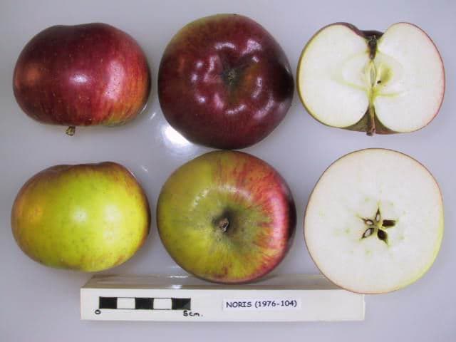 Noris apple
