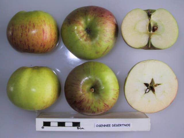 Siugisdesert apple